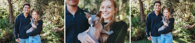 sphynx cat